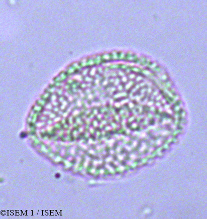 ISEM 1/Anthurium_coriaceum_16756/Anthurium_coriaceum_16756_0003(copy).jpg
